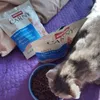 grain free cat food