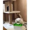 enjoying my Catit water fountain