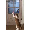 Min kat elsker den