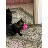 Kitka