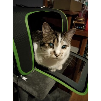 Torba transportowa Technicolor lubi
