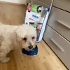 Oscar 