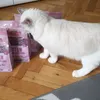 Smakuje
