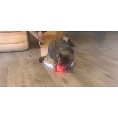 Puding and the mouse
