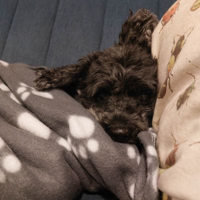 Pawtyburrito