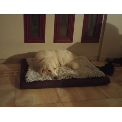 CEASAR RELAXED