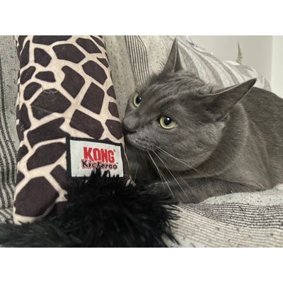 Moki