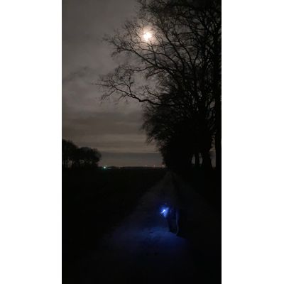 Honden lamp in het maanlicht
