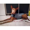 Kuzco et son Thundershirt 