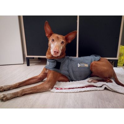 Kuzco et son Thundershirt