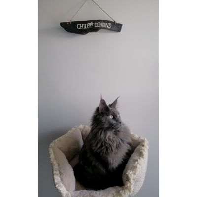 Die Kater sind begeistert