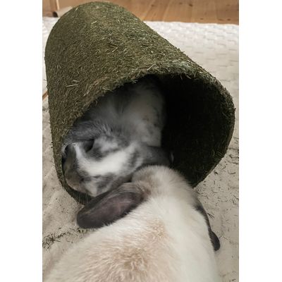 Jojo and Bilbo love this