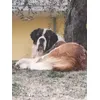 Zeus che mangia royal canin