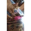 Gatito de peluche 