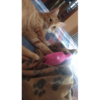 Gatito de peluche