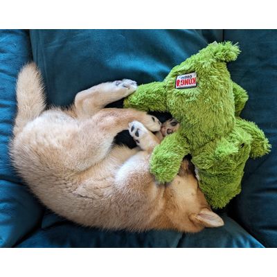 Shiba