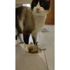 Teo 