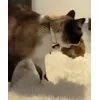 Teo 