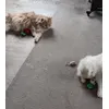 Nola en Poespoes