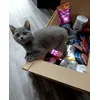 Oggy 