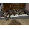 Sofi y Blue