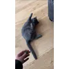 Cat dancer 