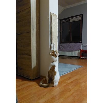 Felix na grebalici