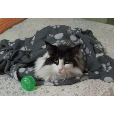 Eloisa e la sua coperta