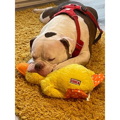 Duck