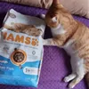 iams cu peste
