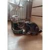 Limbo 