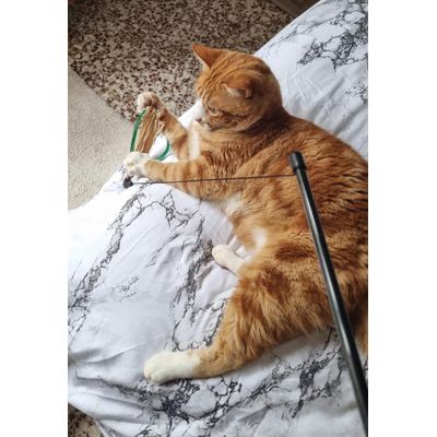 My cat likes it