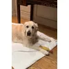 Kinzo y su gallina