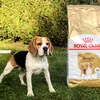 Royal Canin Beagle