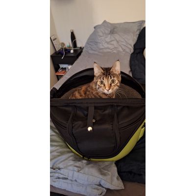 Mynte hopper i lige efter indpakningen er af