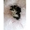 nog een tweede voor de poes besteld