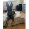 Hundebett 
