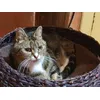 Sheba 15 ans dans son arbre a chat Burnet wood