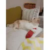 Sunny cu pestele lui