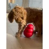 Kong