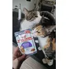 Mes chats sont fans