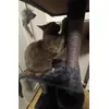 Rascador 