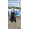 Arnie a Royal Canin puppy Frenchie