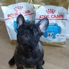 Arnie a Royal Canin puppy Frenchie