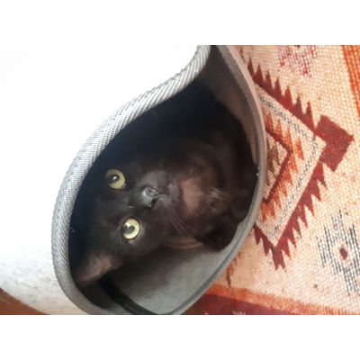 Mushu
