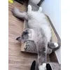 Molly