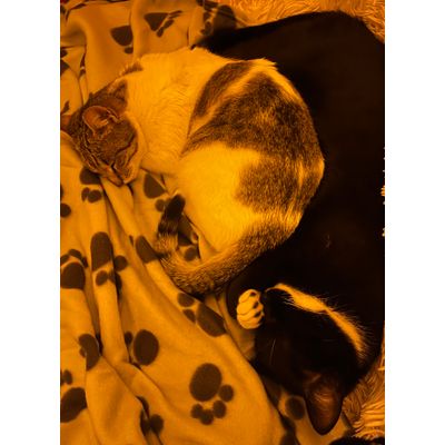 Cleo and Pesto
