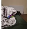 Poco enjoying his new toy