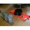 Wanneer is onze Iams Zeevis & kip er weer, we hebben honger!