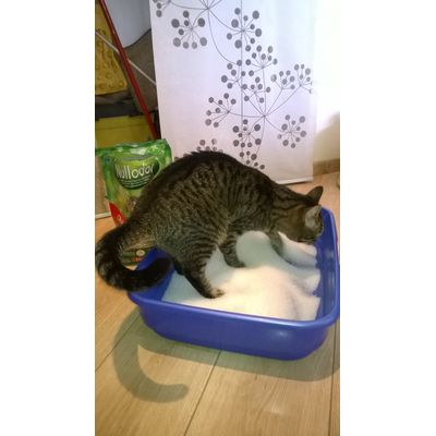 piacevole sulle zampe